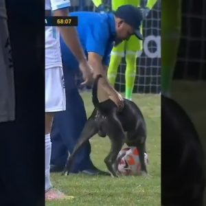 🚨DOG ON THE FIELD! Game stopped for dog wanting to play with the soccer ball! #shorts