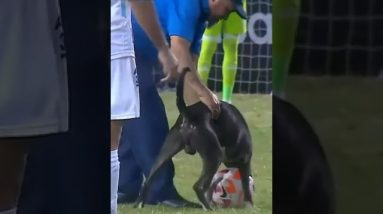 🚨DOG ON THE FIELD! Game stopped for dog wanting to play with the soccer ball! #shorts
