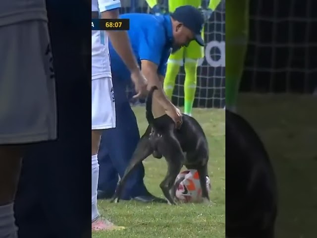 🚨DOG ON THE FIELD! Game stopped for dog wanting to play with the soccer ball! #shorts